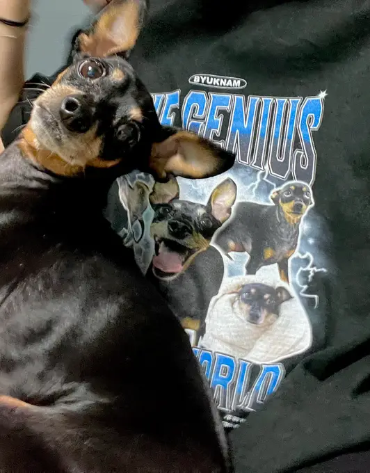 Printstar Premium Cotton Adult T-shirt Purchased XL 제작 후기 I made this with a picture of my puppy and it's so so so so cute💖💖 - 마플 리얼 후기 