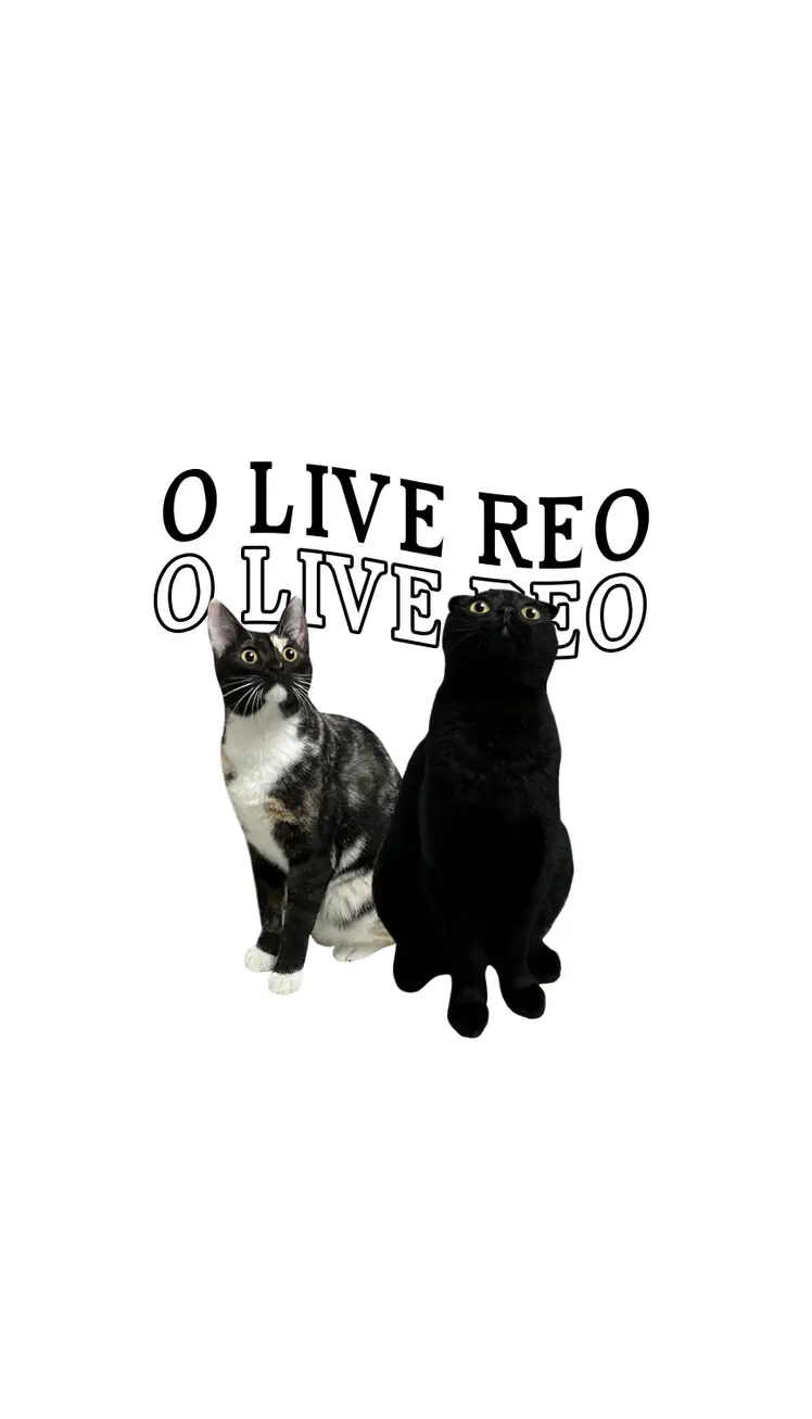 O LIVE REO : CAT 고양이