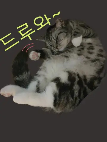 고양이OLEO