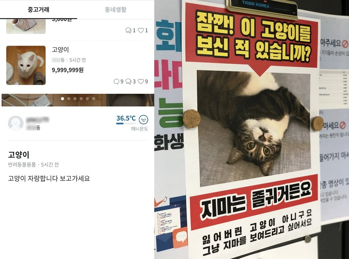 귀여운 고양이, 고양이 발바닥, 고양이 사진, 고양이 식빵, my cat is rockstar