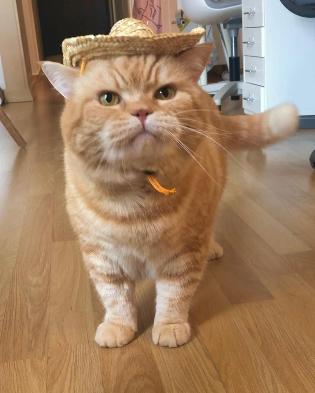 귀여운 고양이, 고양이 발바닥, 고양이 사진, 고양이 식빵, my cat is rockstar