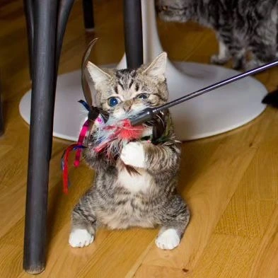 귀여운 고양이, 고양이 발바닥, 고양이 사진, 고양이 식빵, my cat is rockstar