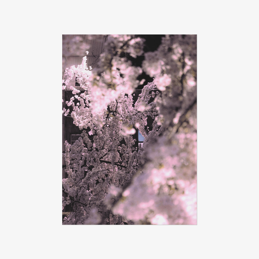 밤벚꽃 포스터 (A3), 마플샵 굿즈