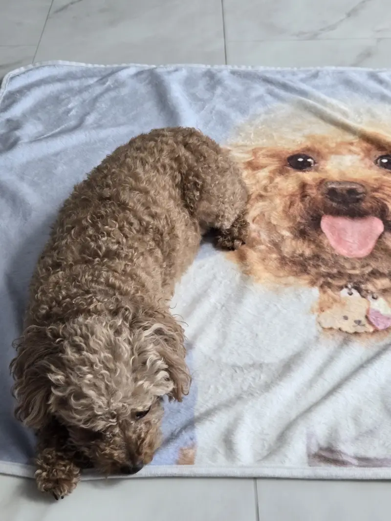 横型両面マイクロファイバー毛布 (M) 100 x 70cm 購入 제작 후기 🐶私の子犬がプリントされた世界に一つだけのアイテム！ 🐶
ペット犬の写真でカスタマイズして注文しましたが、期待以上に満足しています！ 🎨✨

私よりも子犬をもっときれいにする私のお母さんは見るとすぐに「これは壁に歩かなければならない！」やりました… 😂
印刷は全体的にきれいによく出てきました。色味がオリジナルよりほんのり柔らかい感じですが、自然に表現されて満足でした。

注文プロセスも本当に簡単でした！好きな画像をアップロードしてデザインするのが直感的だから誰でも簡単に作れると思います。
素材もしっかりしながら肌触りが柔らかくて使い心地がいいです。特に子犬も肌触りが好きなのかどんどん来て楽しみに座っていますね。 🐾💛長く使えると思います。

何よりも我が家の子犬がそのまま込められているので見るたびにとても可愛くて気持ちいいですよ！ 🥰カスタム製品お悩みの方に強力おすすめです！ 💯

※スタッフが実際の使用後に作成したレビューです。- 마플 리얼 후기