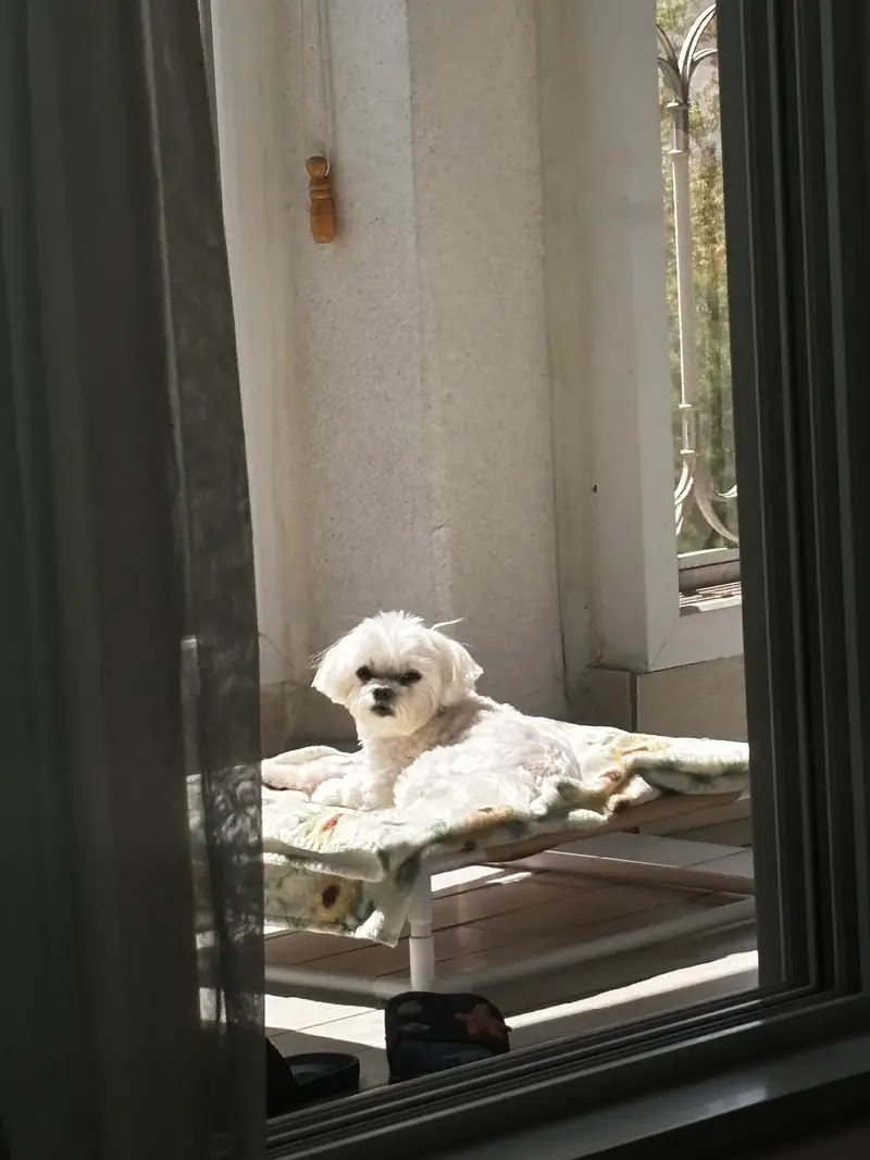 横起毛ブランケット（L） 150x100cm 購入 제작 후기 子犬が好きです。- 마플 리얼 후기