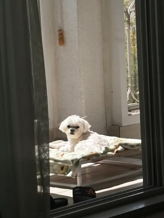 가로 양모 담요 (L) 150x100cm 구매 제작 후기 강아지가좋아해요 - 마플 리얼 후기