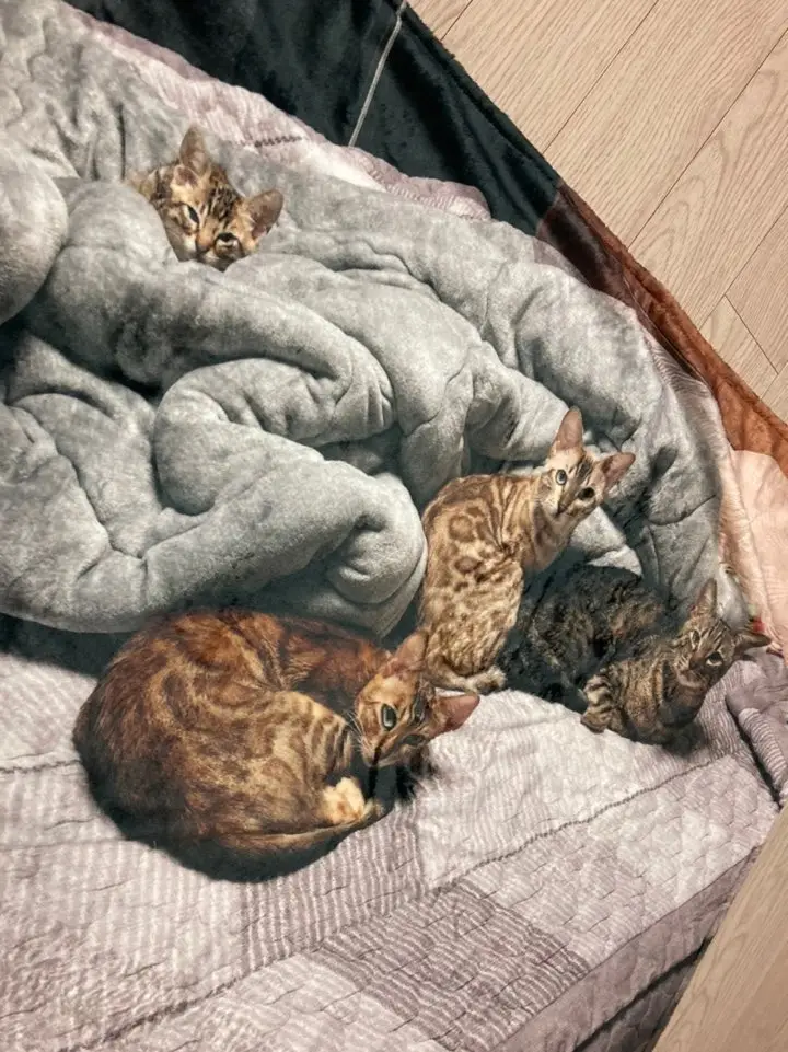가로 양모 담요 (M)  100x70cm 구매 제작 후기 우리 애기들 사진으로 만들었어요
인스타에 올렷는데
다들 좋아해주시네여

근데 넘모넘모넘모 얇고 비싸긴해요
그래도 하나정도는 만들어서 소장할 만한것같습니당!!!

맘에 드러용

https://www.instagram.com/p/CKQwqJtnKLo/?igshid=lzp94zkst3ly- 마플 리얼 후기
