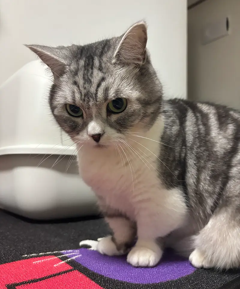 ポリ玄関マット(90X60) 90 x 60cm 購入 제작 후기 もともと用途は発売ですが、私の家の猫トイレマットで注文しました！

猫があまりにもきれいで、トイレから出てきたときに来た部屋に砂を振りかけます。
トイレの前のマットサイズが大きいので、砂漠化防止には本当に良いです:)

マットの上に落ちた砂は製品を軽く振るだけですぐに除去され、
枠にウェビングで仕上げられていてとても丈夫ですよ！
黒の背景に色がたくさん入ったデザインも鮮明でスッキリよくプリントされて大満足です><

※スタッフが実際の使用後に作成したレビューです。 - 마플 리얼 후기