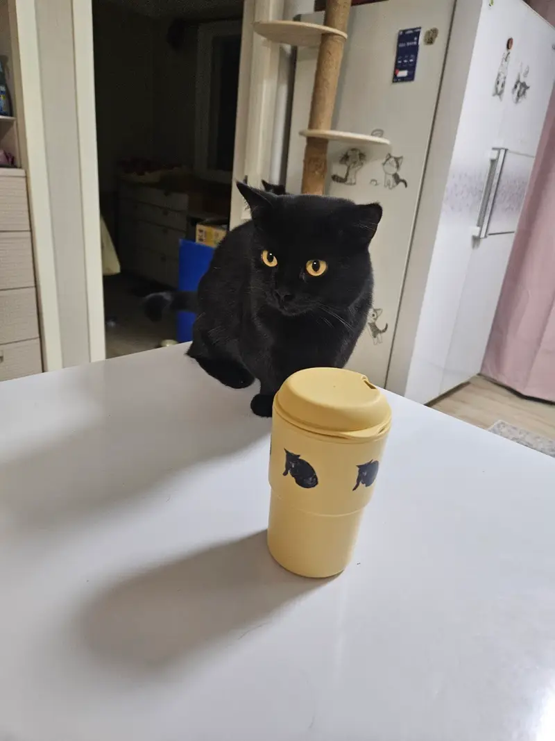 Double-wall Reusable Tumbler Purchased 11.8oz 제작 후기 Yes, I gave it to my mom as a gift. 
With the model cat~ Short-haired cat- 마플 리얼 후기