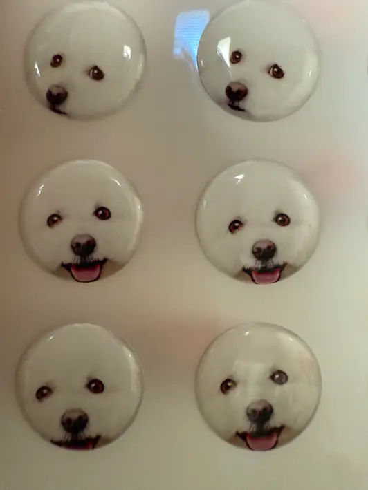 Round Epoxy Sticker Purchased 0.8 x 0.8 inch 제작 후기 I made it full of my dog and it is really the pinnacle of cuteness. I made it with various expressions so it is even cuter that I can't use it. In fact, I tried to put it on my laptop and my cell phone, but when I actually received it, the facial expressions were so delicate and alive that I felt the luxurious print quality, so I couldn't put it anywhere and just kept it preciously. The reason why Maple made our dog epoxy stickers is because the CS team responded quickly and kindly, so I trusted them. Next time, I want to make a large quantity of couple items with my friend's dog. 
*This is a review written after actually using the product that was provided as part of Maple Supporters' activities. - 마플 리얼 후기 