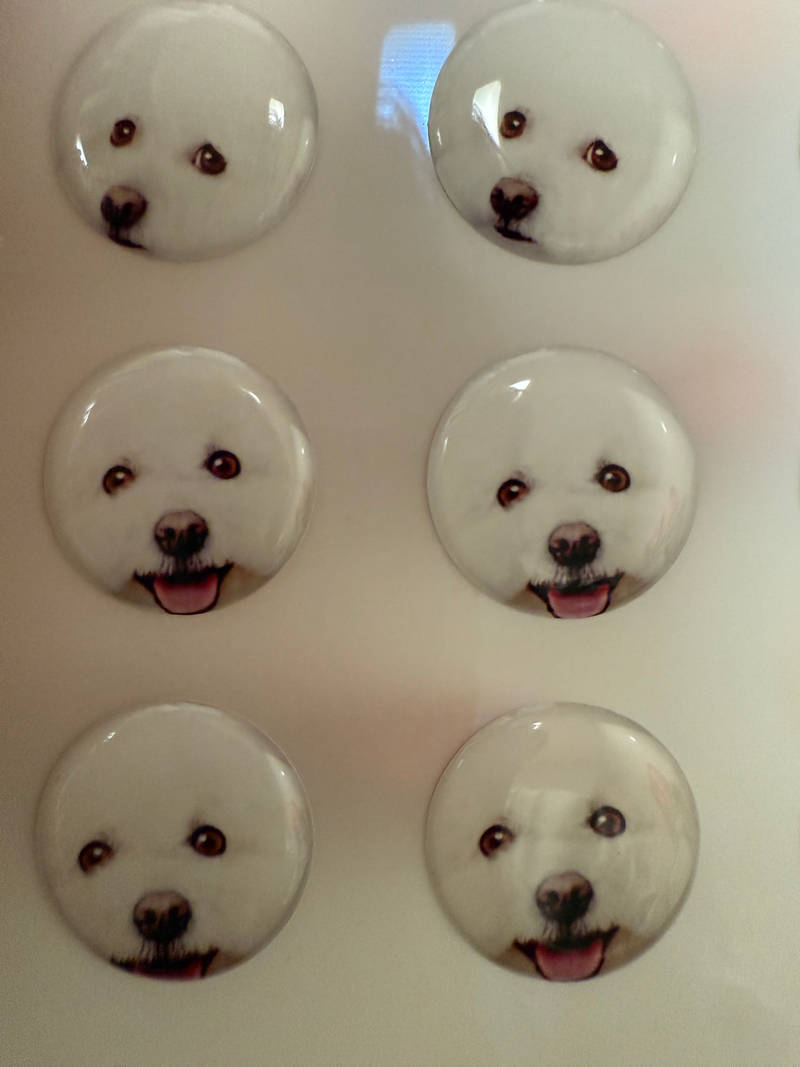Round Epoxy Sticker Purchased 0.8 x 0.8 inch 제작 후기 I made it full of my dog and it is really the pinnacle of cuteness. I made it with various expressions so it is even cuter that I can't use it. In fact, I tried to put it on my laptop and my cell phone, but when I actually received it, the facial expressions were so delicate and alive that I felt the luxurious print quality, so I couldn't put it anywhere and just kept it preciously. The reason why Maple made our dog epoxy stickers is because the CS team responded quickly and kindly, so I trusted them. Next time, I want to make a large quantity of couple items with my friend's dog. 
*This is a review written after actually using the product that was provided as part of Maple Supporters' activities.- 마플 리얼 후기