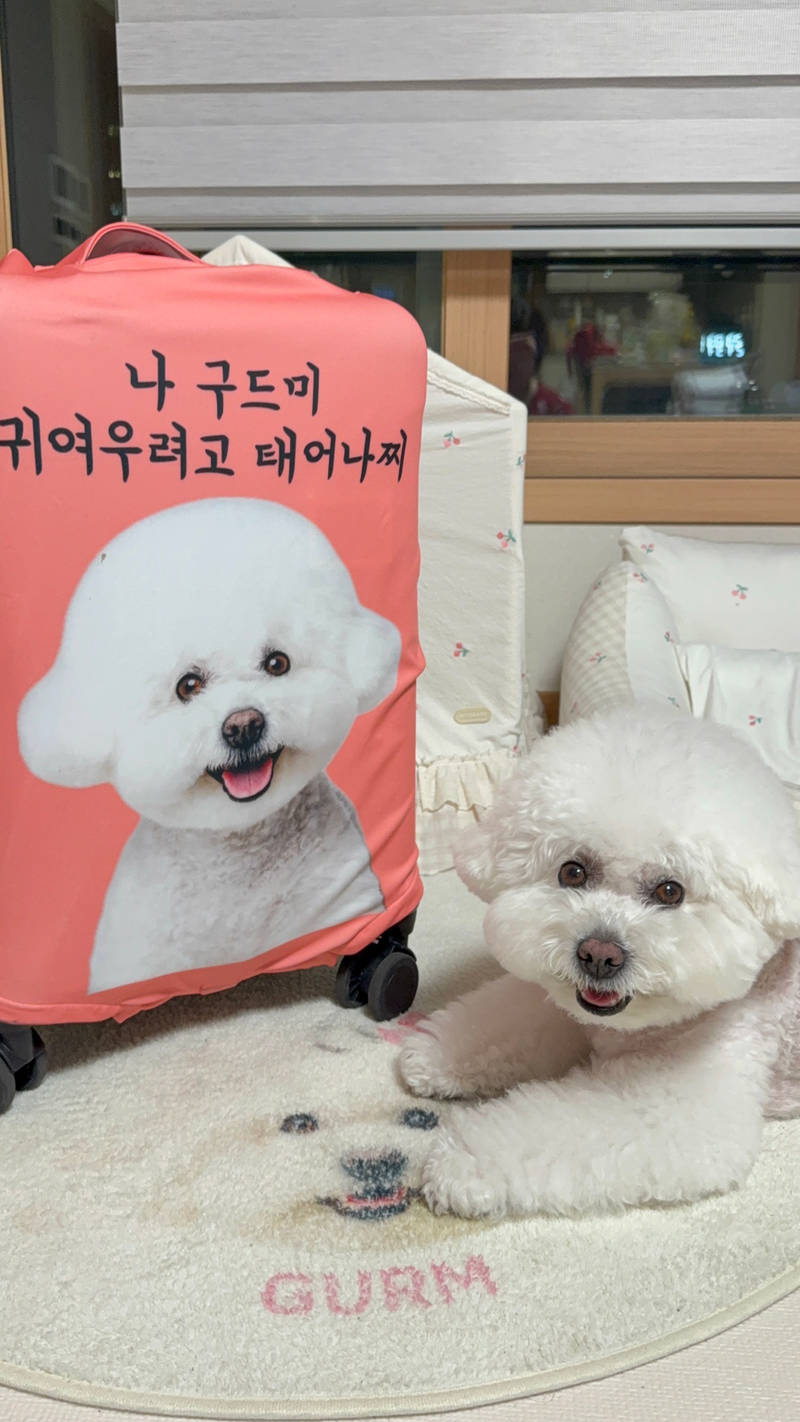 Personalized Spandex Travel Luggage Cover  Purchased S 제작 후기 When I traveled, I saw that many pet owners made their own carrier covers. I also made a carrier cover for my dog's entire body, but I think it would look cuter if the entire face was made bigger. I was worried that the peach color would be too light, but I really like the pretty orange-pink. People wear it thinking it's a baby's clothes. Haha. I was surprised by the printing quality that even the hair on the dog's face was alive. I inquired during delivery, and the Maple CS team kindly guided me, so I was able to wait without worry. I want to make another design next time. 

*This is a review written after actually using the product that was provided as part of the Maple Supporters activity. 
- 마플 리얼 후기