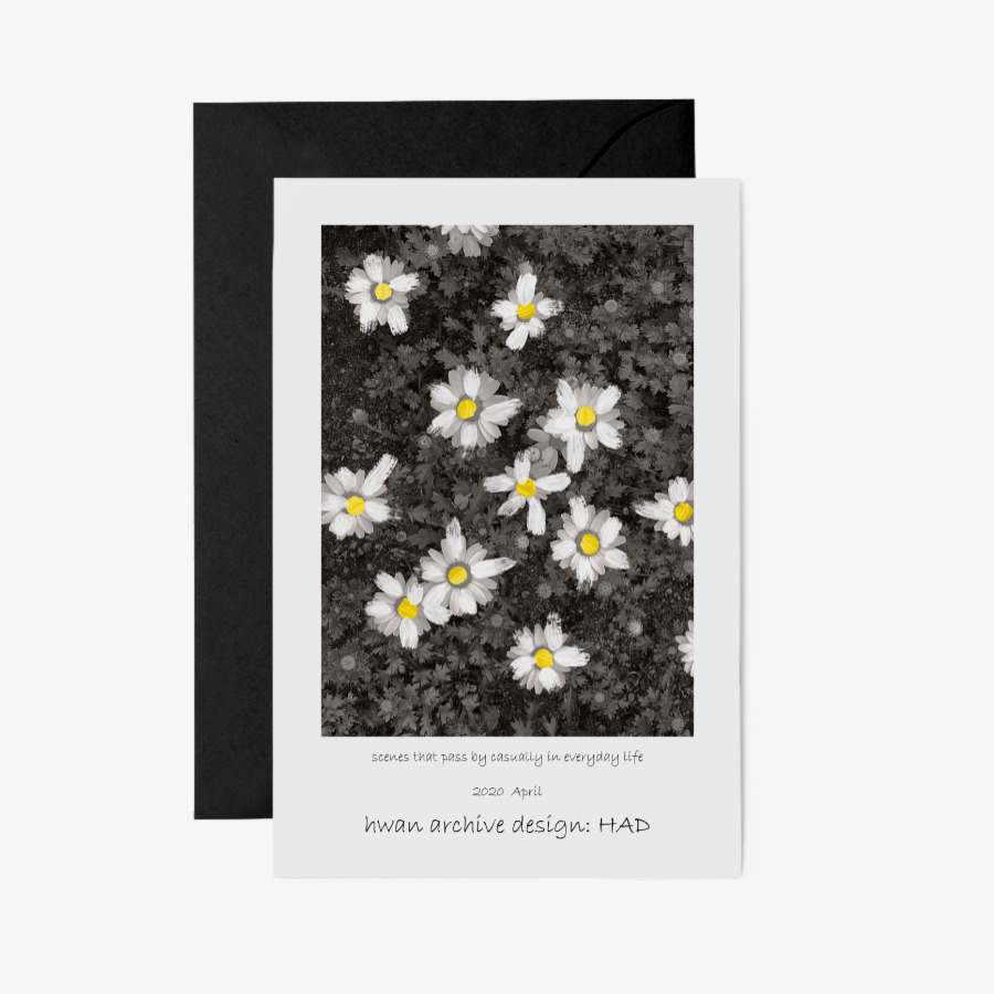 daisy postcard, 마플샵 굿즈