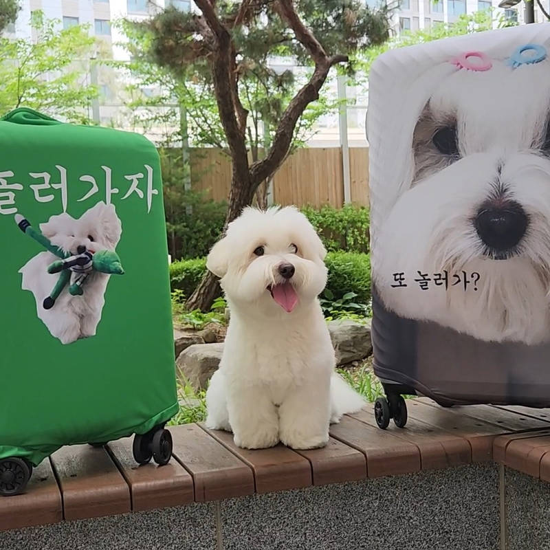 Personalized Spandex Travel Luggage Cover  Purchased S 제작 후기 My dog is in the carrier🥹🤍 
The fabric is thick and the printing is neat and clean! 
I think I'll be able to find the carrier right away when I travel 
- 마플 리얼 후기