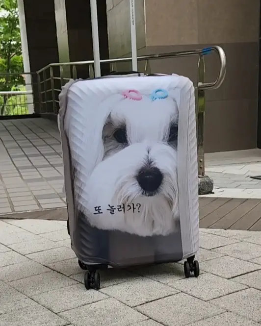 커스텀 캐리어 커버 (풀프린팅) M 구매 제작 후기 ㅋㅋㅋ 진짜 만들면서 재밌었어요
우리집 강아지가 캐리어에 있다니
너무 마음에 들어요
천도 도톰하고 인쇄도 깔끔하게 잘됐고
여행갈때 캐리어 한번에 찾을 수 있을것 같아요
- 마플 리얼 후기