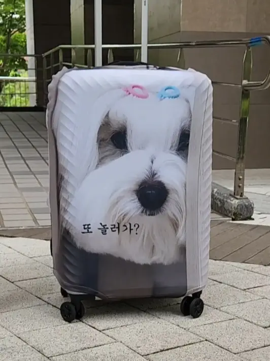 커스텀 캐리어 커버 (풀프린팅) M 구매 제작 후기 만들면서 재밌었어요!
우리집 강아지가 캐리어에 있다니
너무 마음에 들어요
천도 도톰하고 인쇄도 깔끔하게 잘됐고
여행갈때 캐리어 찾느라 힘들었는데
이 캐리어 커버라면 한번에 찾을 수 있을것 같아요
🧙‍♀️마플 서포터즈 활동의 일환으로 
제품 제작을 제공받아 실제 사용 후 작성한 리뷰입니다

 - 마플 리얼 후기 