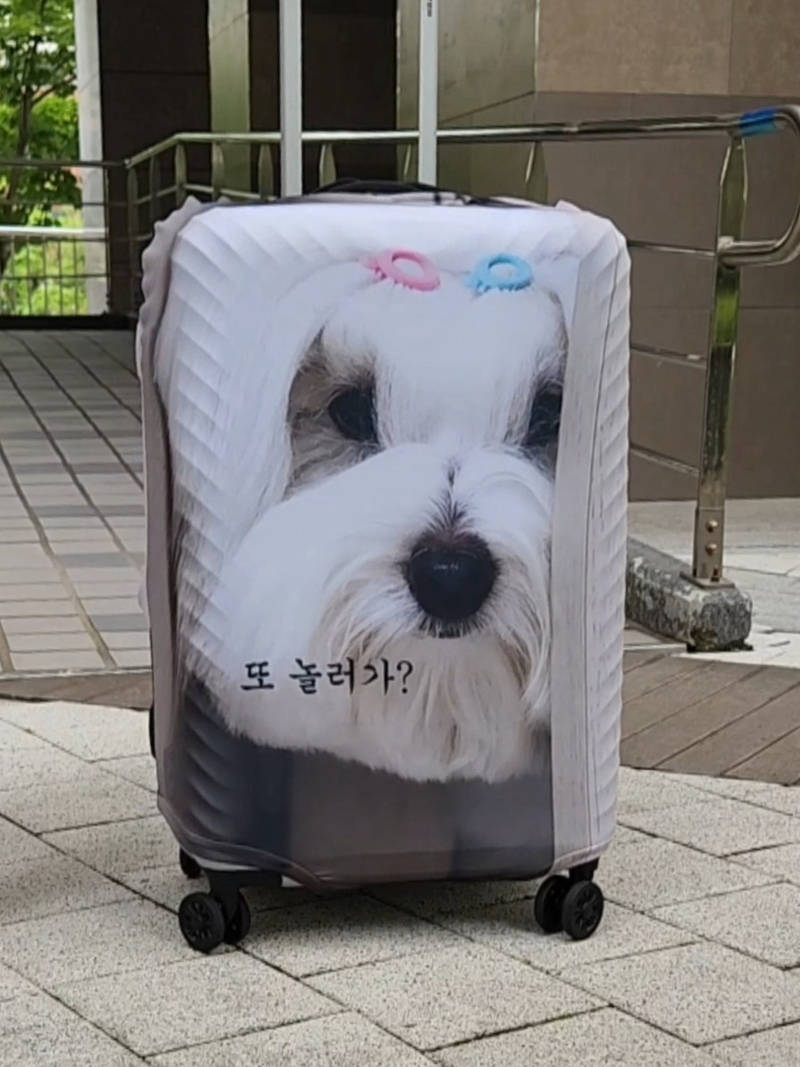 Personalized Spandex Travel Luggage Cover  Purchased M 제작 후기 It was fun to make! 
My dog is in the carrier 
I love it so much 
The fabric is thick and the printing is neat and clean 
I had a hard time finding the carrier when I traveled 
But I think I can find it in one go with this carrier cover 
🧙‍♀️This is a review written after actually using the product provided as part of the Maple Supporters activity 

- 마플 리얼 후기