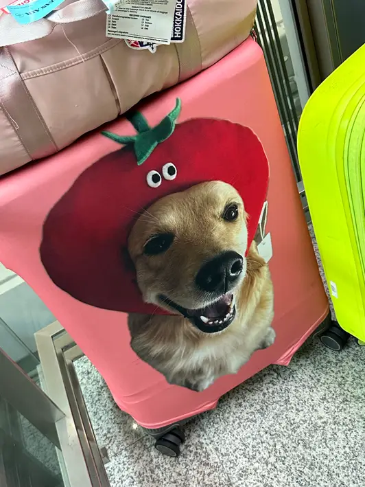 커스텀 캐리어 커버 (풀프린팅) L 구매 제작 후기 너어어어어어어무 맘에들어요ㅠㅠㅠㅠㅠ케리어 찾기 어려워서 튀는 색으로 골랐는데 진짜 한방에 보이고 무엇보다 저희집 댕댕이 사진들로 커스텀하니까 너무 좋았어요ㅠㅠ 일단 하나만 시켜본건데 가족분들도 다 자기도 해달라고 난리났어요ㅋㅋㅋ - 마플 리얼 후기 