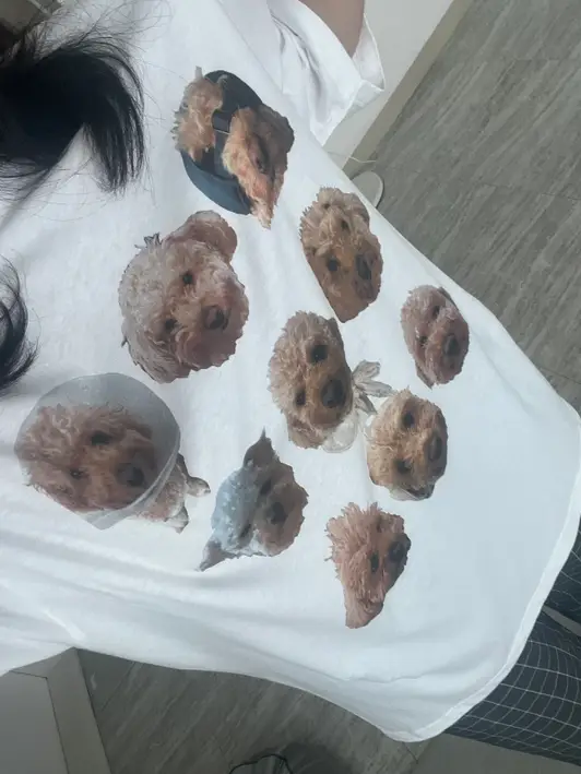 Printstar Premium Cotton Adult T-shirt Purchased 2XL / XL 제작 후기 You're so so cute!!!!😽😽🫶 - 마플 리얼 후기 