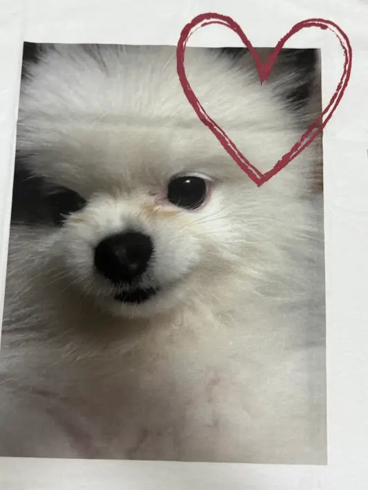 BECANVAS 32s Short-Sleeve T-Shirt Purchased 100(L) 제작 후기 I don't know much about cropping photos because I'm still inexperienced. 
But I really like the cute pet photo. 
The only downside is that the T-shirt is thin. - 마플 리얼 후기 